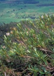 Veronica perbella. Habit. Hauturu Trig, Northland.
 Image: M.J. Bayly © Te Papa CC-BY-NC 3.0 NZ